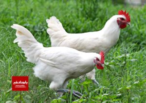 تاکید بر ممنوعیت عرضه مرغ تنظیم بازار به صنایع