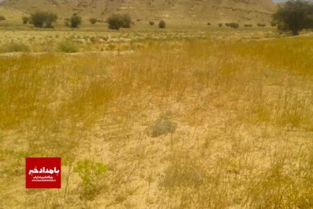 خسارت میلیاردی به مزارع دیم شهرستان خنج در اثر خشکسالی
