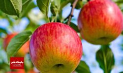 افزایش ۱۰ درصدی تولید سیب گلاب در بیضا