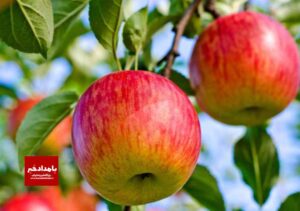 پیش بینی برداشت دو برابری سیب گلاب در بیضا