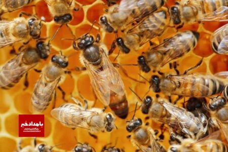 حفظ ذخیره ژنتیکی زنبورعسـل ایرانی با ارایه سویه “آرام” از سوی مرکز تحقیقات علوم دامی