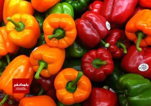 صادرات بالغ بر۳۵۰ تن فلفل دلمه‌ای از نی‌ریز به خارج از کشور