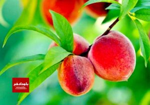 پیش بینی تولید ۵۷۵ تن هلو در بیضا