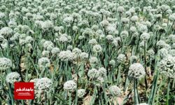 توسعه کشت پیاز بذری در بیضا گامی موثر در تامین بذر