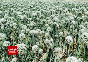 پیش بینی تولید ۲۱ هزار تن پیاز در بیضا