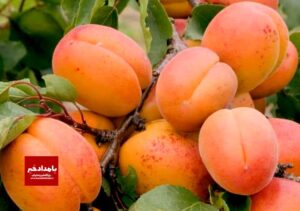 افزایش پنج برابری سطح باغ های زردآلو در بیضا