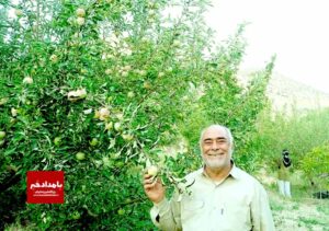  تولید ۲۸۶ تن سیب گلاب در بیضا