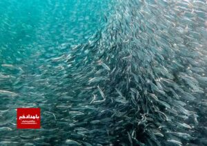 یک واحد فرآوری و بسته بندی آبزیان در بیضا به بهره برداری رسید