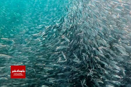رهاسازی بیش از ۱۶ هزارقطعه بچه ماهی در دریاچه سد درودزن در مرودشت