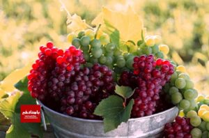 افزایش سه برابری صادرات کشمش بیضا