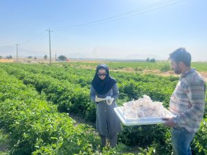 ۱۰۰هزار زنبور براکون گوجه فرنگی های بیضا را حفاظت بیولوژیک می کنند