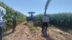 برداشت ذرت در بیش از ۷۴ هزار هکتار مزارع فارس ادامه دارد