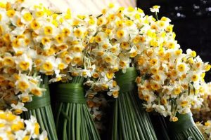 برگزاری ششمین جشنواره گل نرگس شهرستان خفر