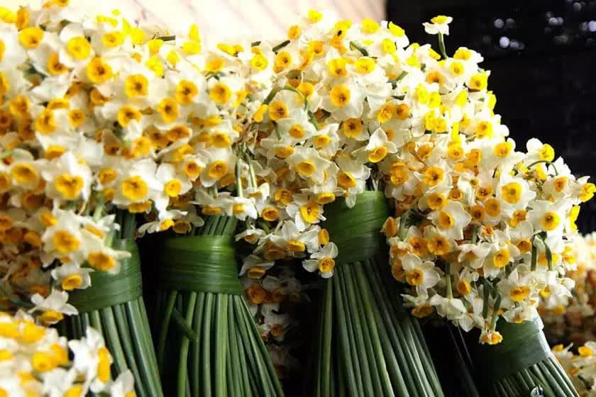 برگزاری ششمین جشنواره گل نرگس شهرستان خفر