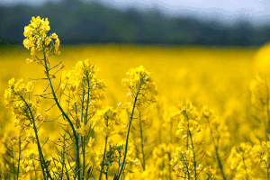 تولید بیش از ۱۲۰۰ تن کلزا در مرودشت؛ گامی به سوی خودکفایی در تولید روغن