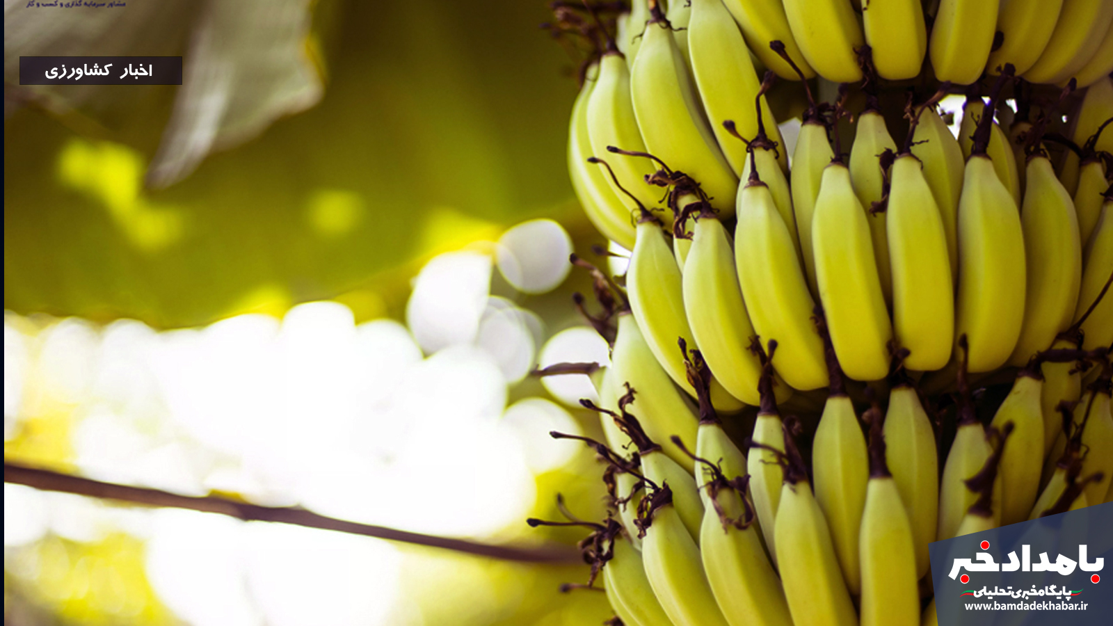 افزایش چشمگیر کشت موز گلخانه‌ای در بیضا