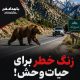 زنگ خطر برای حیات‌وحش؛تصادف مرگبار با خرس در بزرگراه شیراز-اصفهان